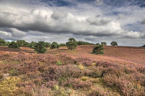 Brunssummer Heath