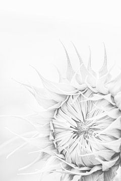 Sonnenblume in schwarz-weiß von Nicky Kapel