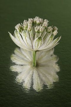 Abstracte reflectie: Zeeuws Knoopje met weerspiegeling in het groen van Marjolijn van den Berg