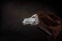 De naam van de roos (Umberto Ecco)
