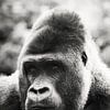 Gorilla von Tamara Mollers Fotografie Mollers