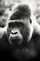 Gorilla/Monkey