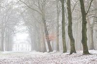 Sneeuw in het Bos van Heiloo