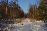 winter nature picture