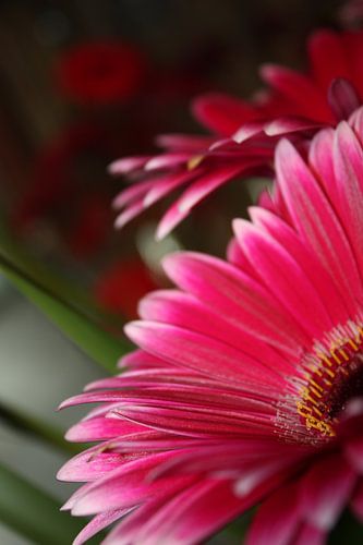 gerbera `in pink`
