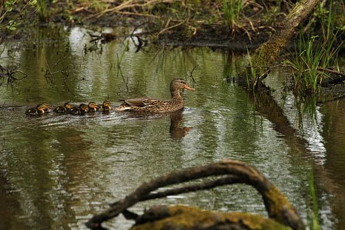 Moeder met jonge eendjes