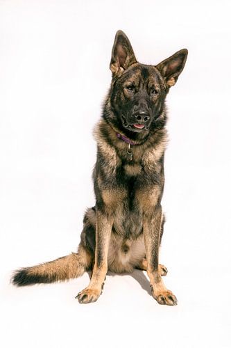 Young German Shepherd poses