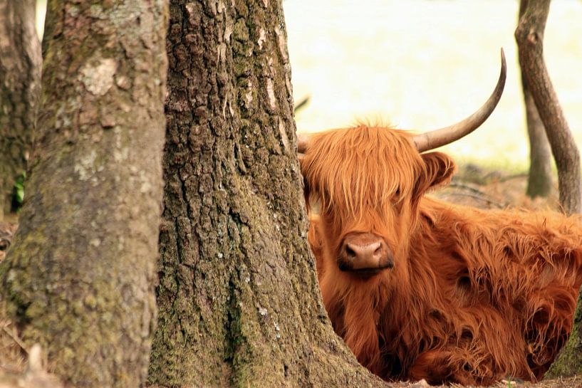 Schottischer Highlander zwischen den Bäumen von Bobsphotography