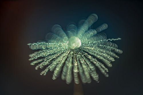 Waterdruppels op een pluisje