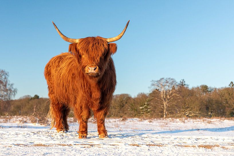 nieuwsgierige Schotse Hooglander van Cilia Hoekman