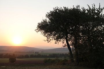 Boom in de zomer met zonsondergang in de richting van de Rhön