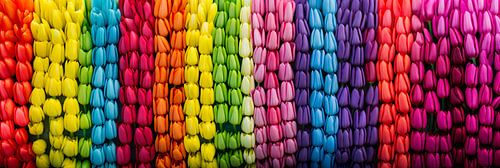 Levendige Tulpenweelde: Panorama Canvassen voor Jou