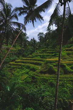 Rijstvelden in Ubud Bali. Jungle groen landschap fotografie. van Ken Tempelers