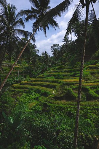 Rijstvelden in Ubud Bali. Jungle groen landschap fotografie.