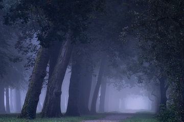 Mysterieuze bomenlaan van Moetwil en van Dijk - Fotografie