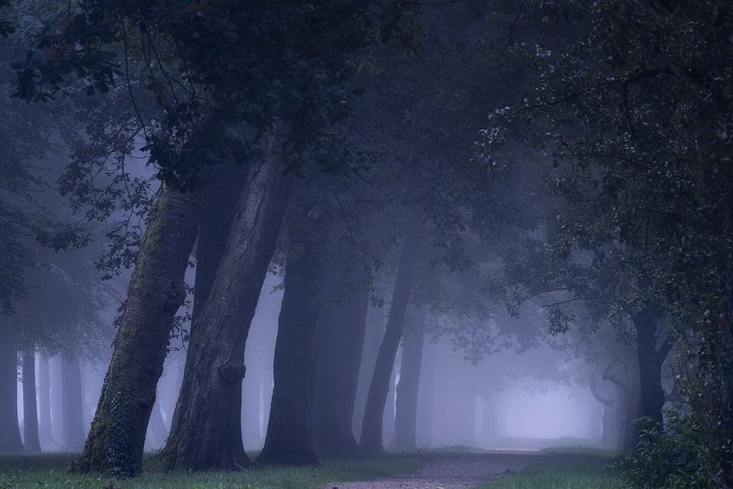 Mysterieuze bomenlaan van Moetwil en van Dijk - Fotografie