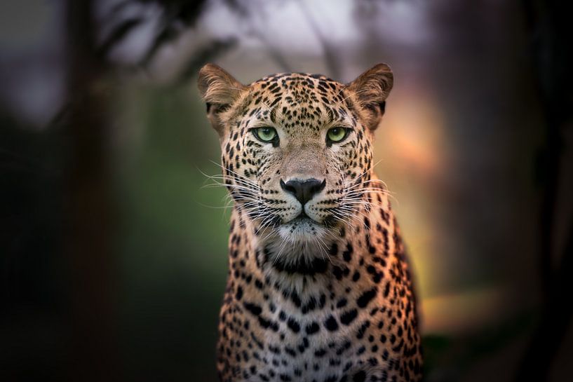 Der Amurleopard (Panthera pardus orientalis) im weichen Hintergrund von Jolanda Aalbers