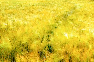 Dubbel belicht korenveld met rijpe aren in de lente in de wind van Dieter Walther