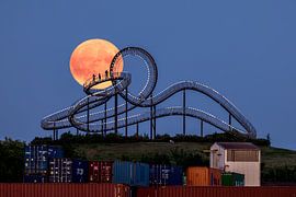 Tiger &amp ; Turtle en silhouette claire au clair de lune, prouve à quel point l'art et la nature peuvent se fondre parfaitement. sur LICHTERKISTE