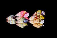 Land snails from Indonesia