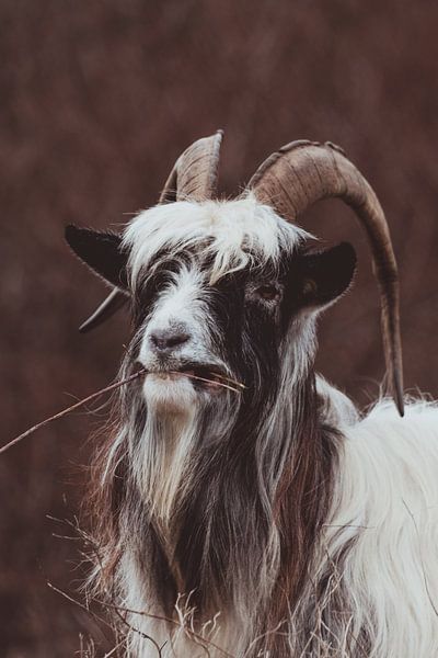 De authentieke Nederlandse Landgeit in de Hollandse Duinen van Anne Zwagers