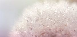 Funkelnde Diamanten von Hilde Remerie Fotografie und digitale Kunst