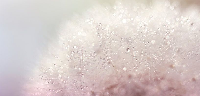 Sparkling diamonds by Hilde Remerie Photography and digital art