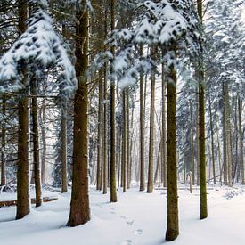 Fußstapfen im Schnee, Wald in den Niederlanden von Sebastian Rollé - travel, nature & landscape photography