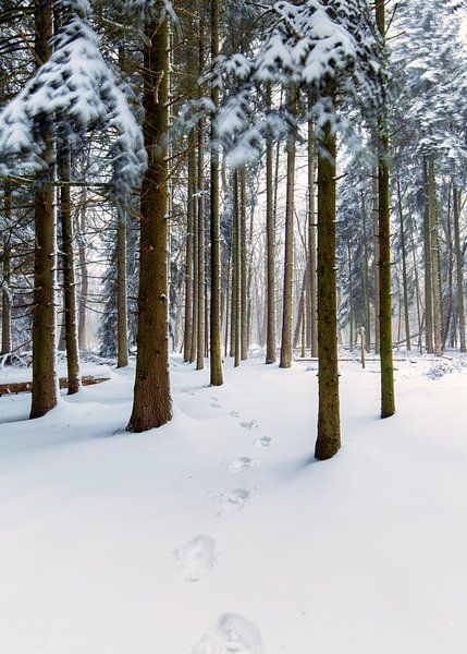 Voetstappen in de sneeuw, bos in Nederland van Sebastian Rollé - travel, nature & landscape photography