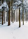 Voetstappen in de sneeuw, bos in Nederland van Sebastian Rollé - travel, nature & landscape photography thumbnail