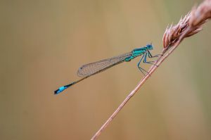 blaue azurjungfer libelle sitzt an einem Grashalm von Mario Plechaty Photography