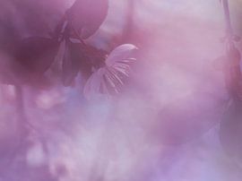 Blossom by Mirakels Kiekje