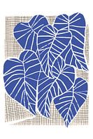 Alocasia