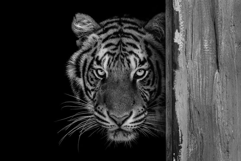 Bengalischer Tiger schwarz und weiß von Daphne van Dam