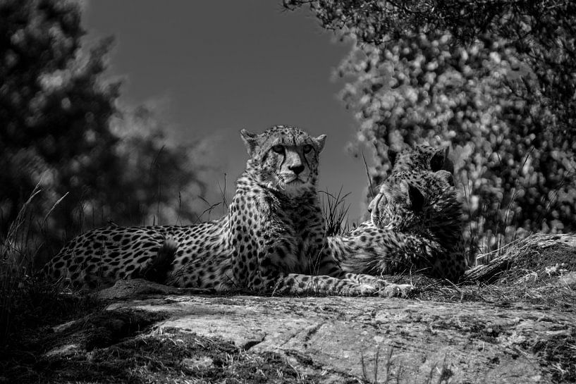 Cheetah by Sylvia Schuur