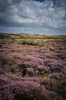 Bloeiende heide