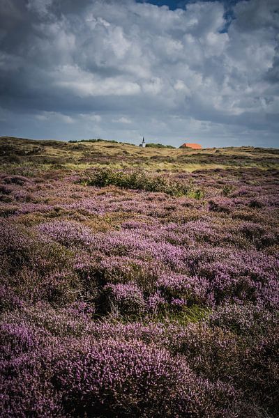 Bloeiende heide by Marten Tacoma