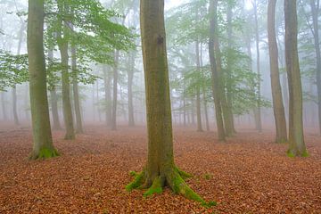 Foggy autumn Beech tree forest landscape by Sjoerd van der Wal