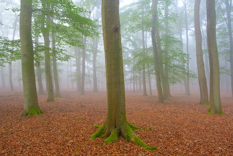 Mistige herfst Beukenboslandschap van Sjoerd van der Wal Fotografie