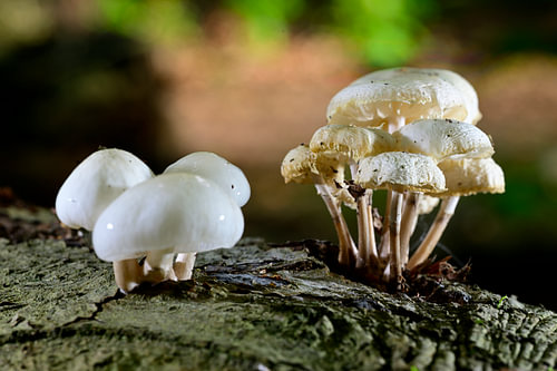 Paddenstoelen op een stam