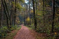 Winding Forest Path  van William Mevissen thumbnail
