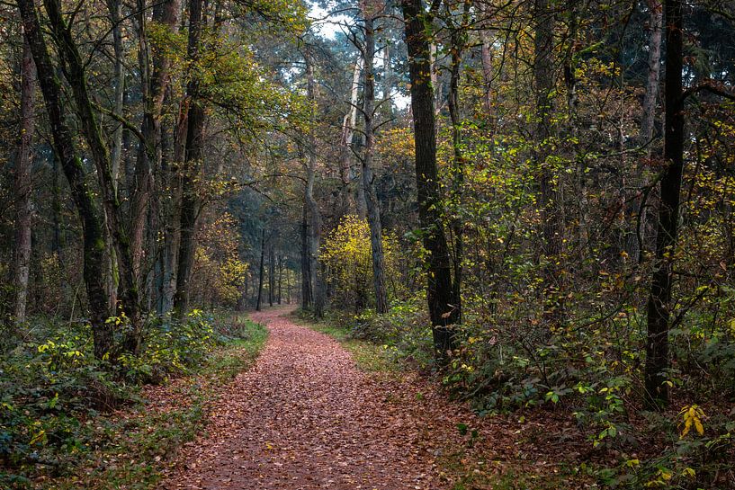 Winding Forest Path  van William Mevissen