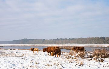 Schotse Hooglanders in de sneeuw... van Ans Bastiaanssen