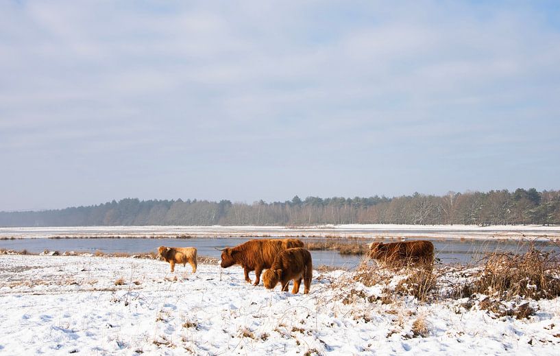 Schotse Hooglanders in de sneeuw... van Ans Bastiaanssen