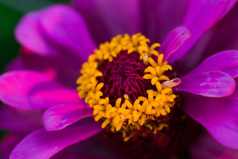 purple flower von Purdelicious Photo Made