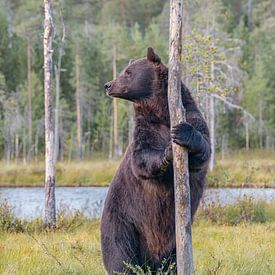 Staande Europese bruine beer. van Albert Beukhof