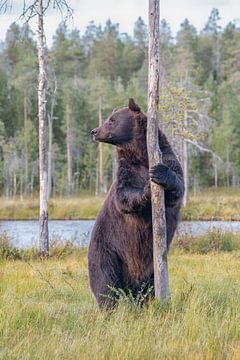 Standing European brown bear. by Albert Beukhof