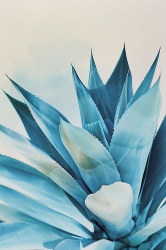 IJsblauwe agave kunstuitzicht