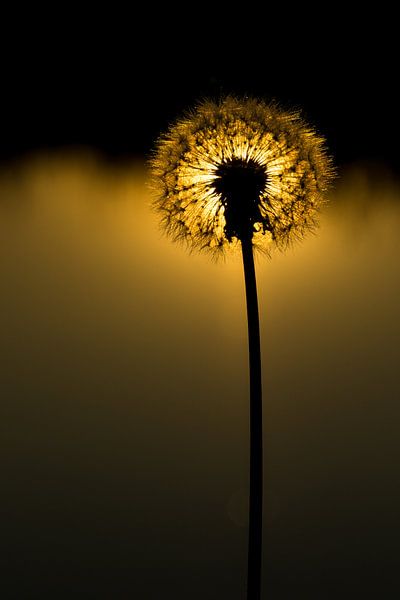 Dandelion silhouette by Joost Potma