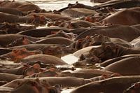 Hippos seek shelter with each other